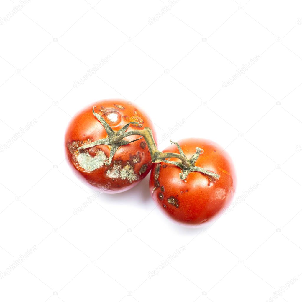 Spoiled tomatoes with green tails on an isolated white background. Damaged rotting tomato. Flat lay.