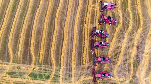 Ernte Rote Erntehelfer Arbeiten Auf Dem Feld Luftaufnahme Der Ernte — Stockfoto