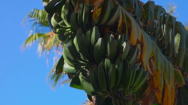 Nahaufnahme von Bananenblatt und Obst — Stockvideo