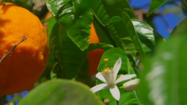Blooming Orange Tree — Stock Video
