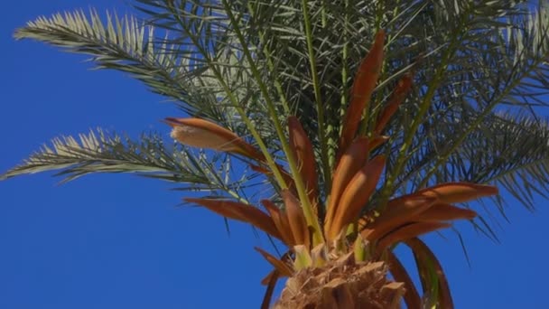 Palmera datilera en flor — Vídeo de stock