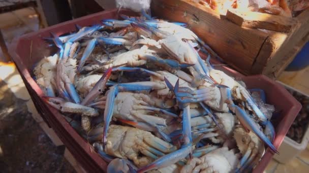 Captura fresca de calamares, camarones y cangrejos — Vídeo de stock