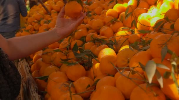 Хозяйка покупает спелые сочные мандарины — стоковое видео