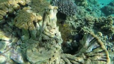 Anemon tropikal palyaço balık yüzüp mercan resif üzerinde