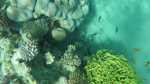 Korálové ryby modrozelená, kterou chromis plavat kolem houba — Stock video