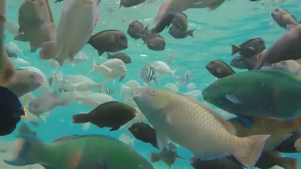 Mercan kayalığı yakınındaki tropikal balık yüzme okulu — Stok video