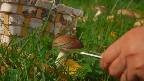 Mão com um cogumelo de redução de faca — Vídeo de Stock