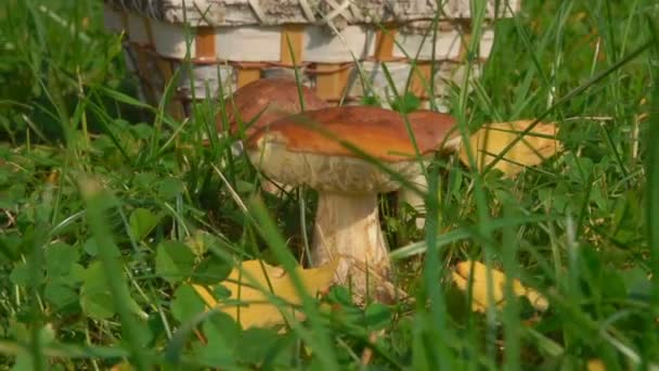 Apanhar cogumelos na floresta Glade — Vídeo de Stock