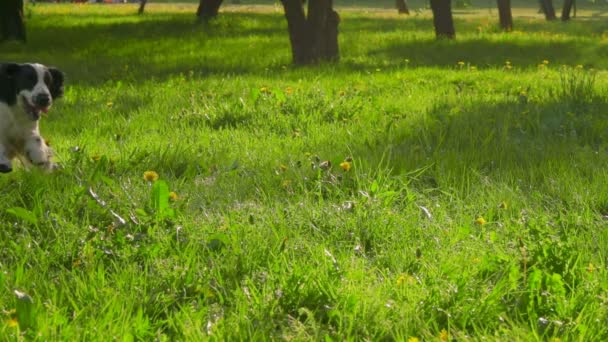 Preto-e-branco cocker spaniel correndo no jardim — Vídeo de Stock
