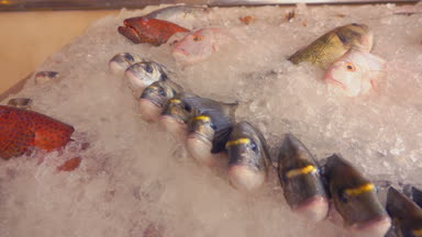 Çeşitli tip-in balık ve kabuklu