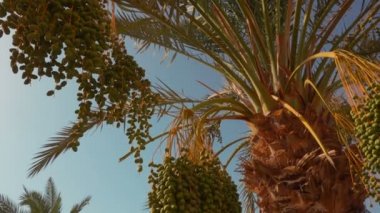Yeşil bir hurma meyvelerini