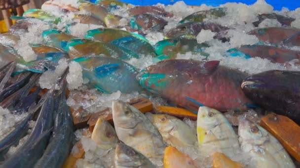 Olika sorters fisk ligga i skyltfönster — Stockvideo
