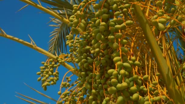 Frutos verdes de uma palma de data — Vídeo de Stock