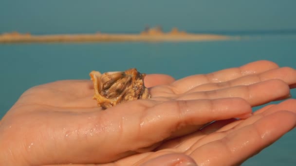 Granchio eremita nel palmo della tua mano — Video Stock