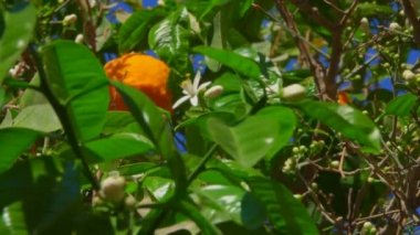 Portakal ağacı çiçek açan