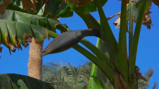 Blomma banan på ett träd mot en klarblå himmel — Stockvideo