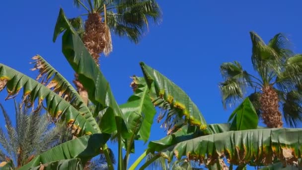 阳光明媚的一天, 香蕉树的叶子和花朵 — 图库视频影像