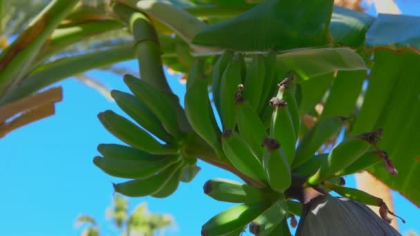 Frutos de uma banana em uma árvore contra um céu azul — Vídeo de Stock