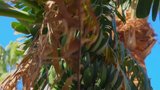 Close-up of banana tree leaf and fruit — Stock Video