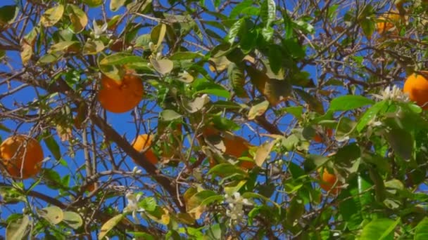 Ветвь с цветами и оранжевыми яичниками — стоковое видео