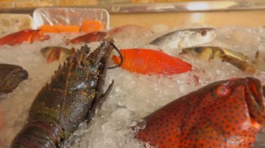 Çeşitli tip-in balık ve kabuklu