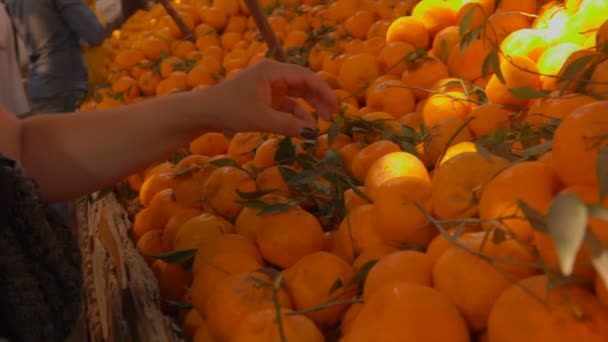 Хозяйка покупает спелые сочные мандарины — стоковое видео