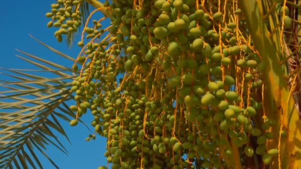 Green fruits of a date palm — Stock Video