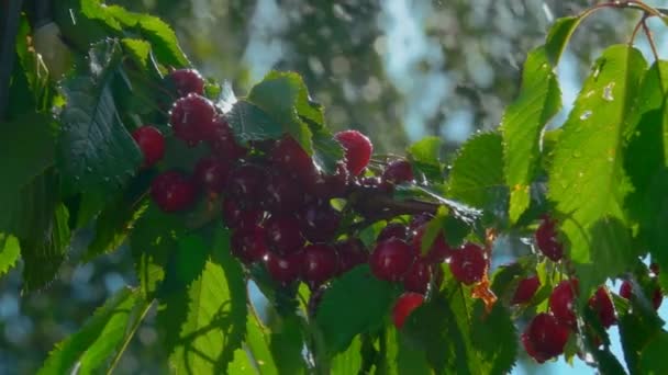Cerejas maduras penduradas em galhos na chuva — Vídeo de Stock