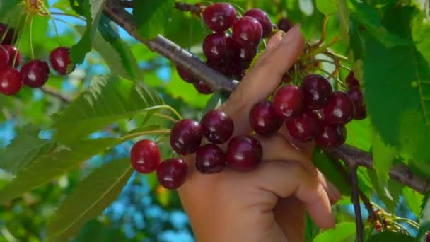 Рука собирает сочные сочные вишни — стоковое видео