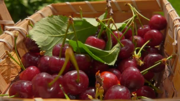 Beeren von reifen Kirschen fallen in einen Korb voller Kirschen — Stockvideo