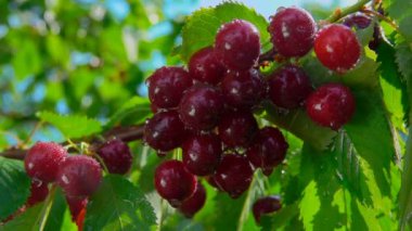 Olgun kiraz çilek damlayan su damlaları