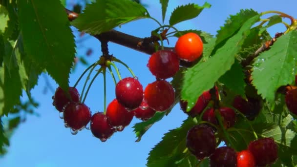 Cerezas maduras cuelgan de ramas bajo la lluvia — Vídeo de stock