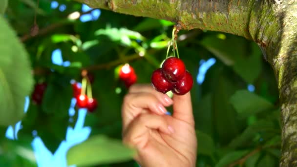 Mão arrancando suculentas cerejas maduras — Vídeo de Stock