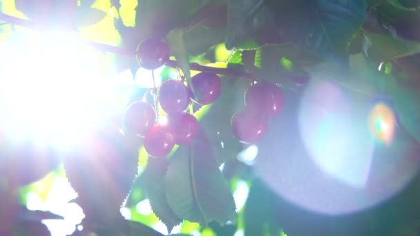 Sonnenstrahlen scheinen durch die Beeren der Süßkirsche — Stockvideo