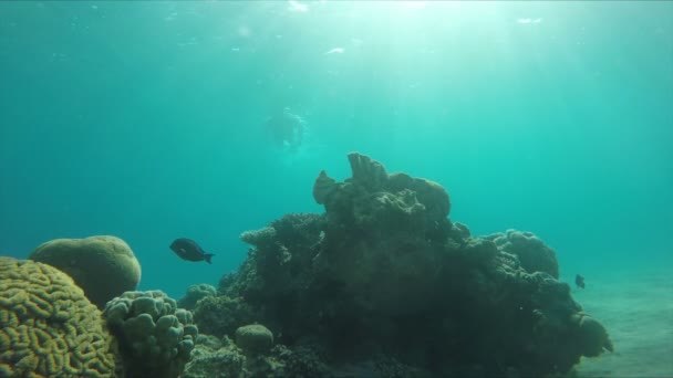 Buceador nada sobre un arrecife de coral en la luz del sol — Vídeo de stock