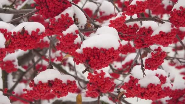 Manojos rojos cubiertos de nieve de serbal en la nieve — Vídeo de stock