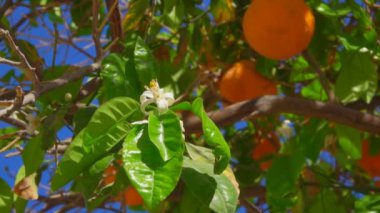 Çiçek ve turuncu yumurtalık ile şube