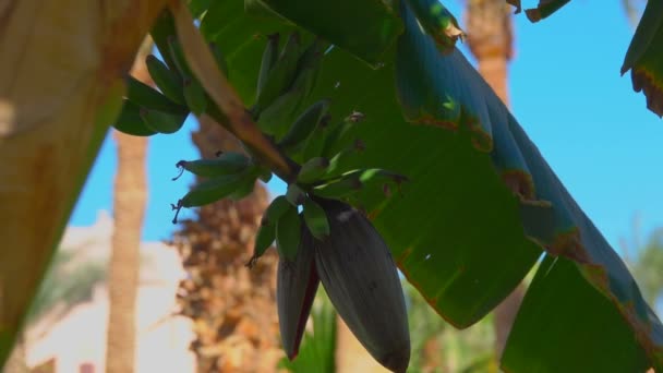 Крупним планом квітковий і банановий фрукти на дереві — стокове відео