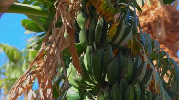 Close-up of banana tree leaf and fruit — Stock Video
