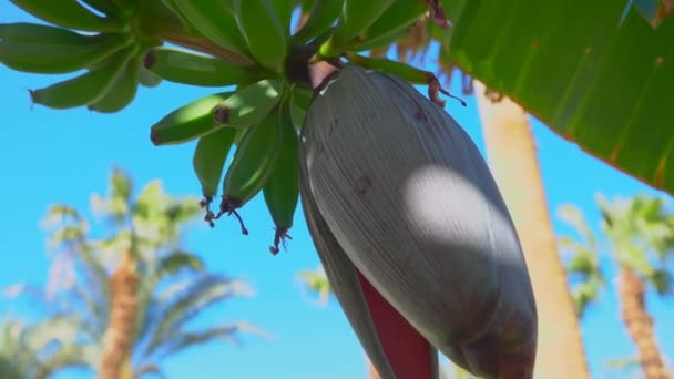 Frukterna av en banan på ett träd mot en blå himmel — Stockvideo