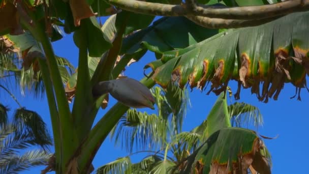 Blad och blommor av en bananträd en solig dag — Stockvideo
