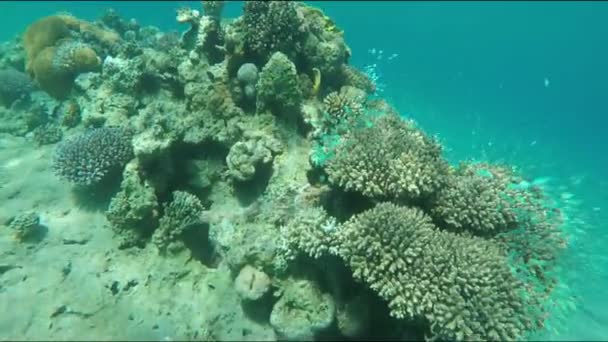 Coral fish sergeant major swim around sponge on a coral reef — Stock Video