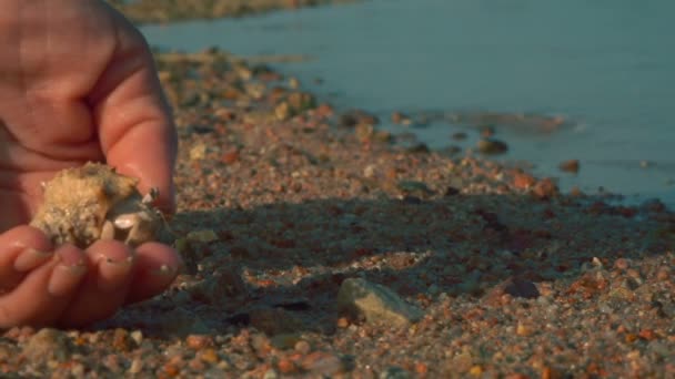 A hermit crab runs from the palm to the sand. — Stock Video