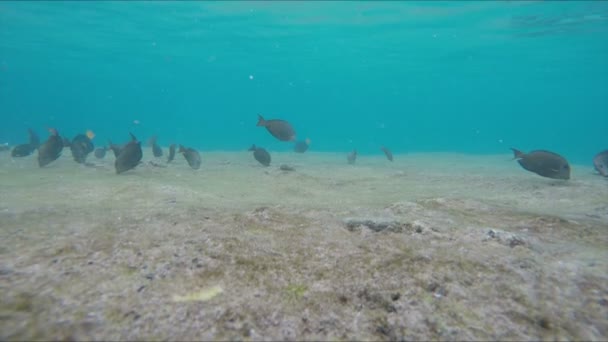 许多种类的热带鱼在水下游泳。 — 图库视频影像