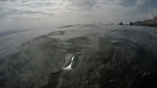 Druhy tropických ryb plavat v blízkosti korálového útesu — Stock video