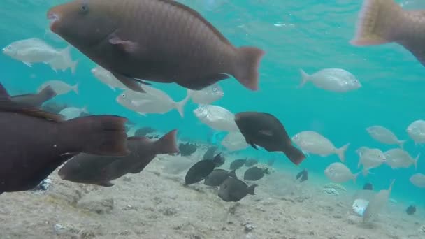 Skola av tropiska fiskar simma nära korallrev — Stockvideo