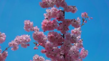 kiraz çiçekleri Şubesi.