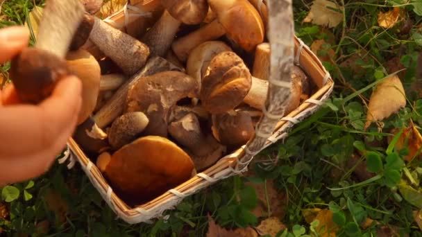 A mão feminina põe cogumelos em uma cesta — Vídeo de Stock