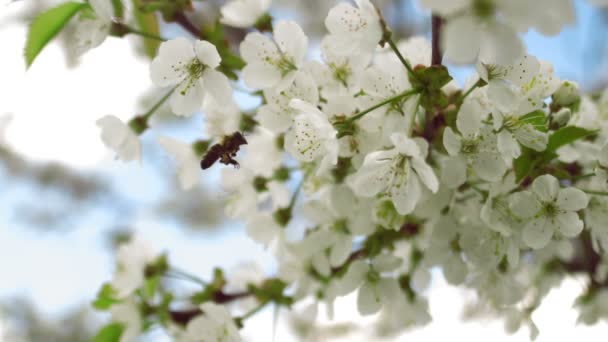 Бджола літає, збираючи пилок з вишневого дерева — стокове відео