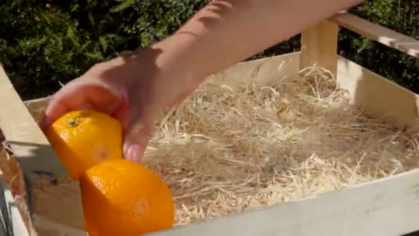 La mano pliega naranjas jugosas maduras en una caja de madera — Vídeo de stock